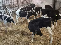 Бұқа, Simmental cattle — 1-сурет