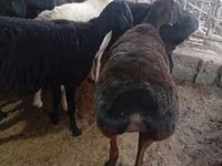 母羊, Hissar sheep — 照片 5