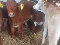 Buğa, Simmental cattle — foto 2
