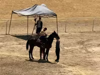 घोड़ा, Orlov Trotter — फ़ोटो 3
