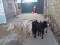 عنزة, الماعز — الصورة 1