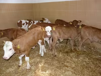 Cow, Cattle — photo 3