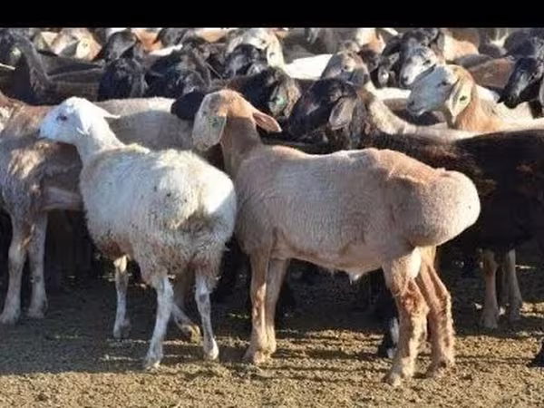Ram, Sheep