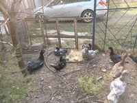 Ducks — फ़ोटो 7
