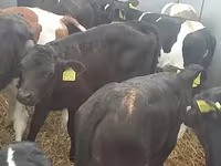 Qoramol (partiya, jinsi ko‘rsatilmagan), Simmental cattle — 2-rasm