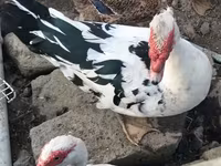 Ducks — फ़ोटो 1