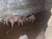 Eber, Schweine — Foto 1