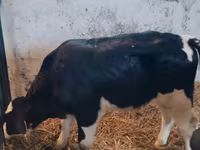 Bulle, Russian Black pied cattle — Foto 5