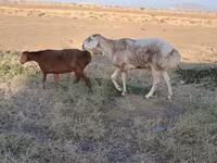 كبش, الأغنام — الصورة 3