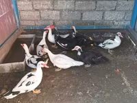 Ducks — 2-сурет