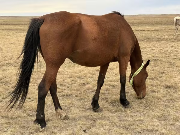 Stute, Kazakh horse
