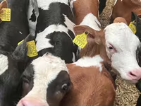 Rinder (Partie, Geschlecht nicht angegeben), Simmental cattle — Foto 6