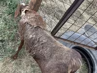 Ovejas (lote, sexo no especificado), Ovejas — foto 4