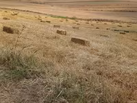 Saman balyaları – düzbucaqlı pres - Yeni biçindən toplanmış, quru və — foto 1