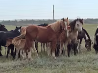公马, Horses — 照片 7