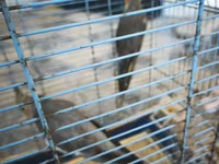 Nymph quşları (Cockatiel) – 2 ədəd, qəfəs və aksesuarlarla birlikdə — фото 3