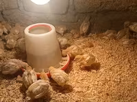 Chickens — Foto 1