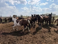 Hengst, Horse breed — Foto 5