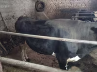 Cow, Cattle — photo 3