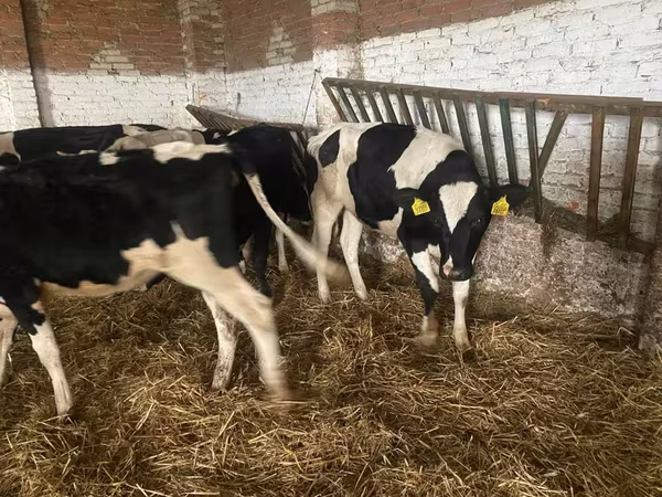 Vaca, Russian Black pied cattle