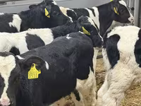 Rinder (Partie, Geschlecht nicht angegeben), Simmental cattle — Foto 2
