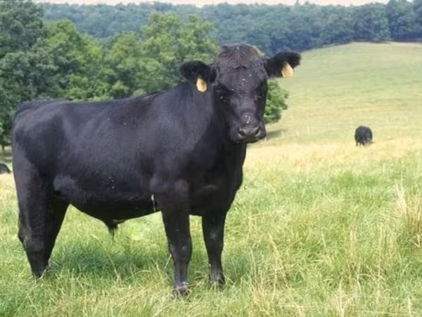 Бик, Simmental cattle — Росія