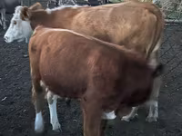 ثور, Simmental cattle — الصورة 4