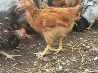 Chickens — फ़ोटो 1