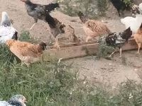 Chickens — الصورة 8