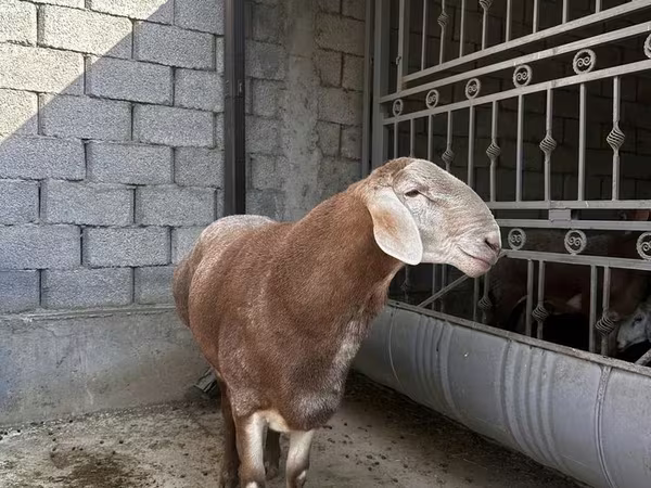 كبش, Arashan sheep