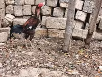 Chickens — फ़ोटो 7