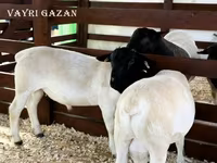 公羊, Sheep — 照片 8