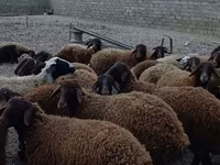 كبش, Karakul sheep — الصورة 2