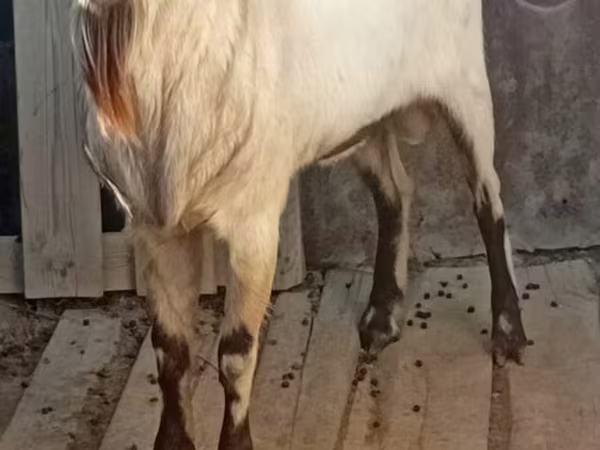 Ziege, Alpine goat