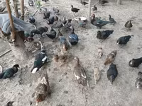 Ducks — Foto 5