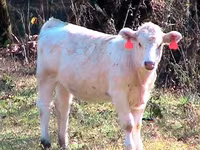 Bulle, Simmental cattle — Foto 1