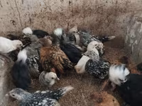 Chickens — 3-сурет