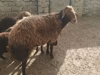 मेढ़ा, भेड़ — फ़ोटो 4