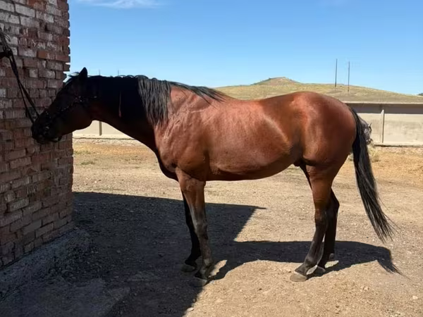 Caballo, Arabian horse