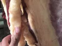 घोड़ा, घोड़े — फ़ोटो 3