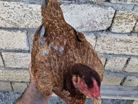 Guinea fowl — foto 8