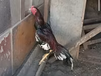 Chickens — foto 2