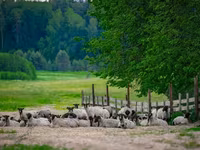 Widder, Romanov sheep — Foto 2