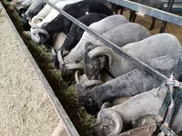 公羊, Sheep — 照片 2
