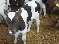 Bulle, Simmental cattle — Foto 4