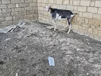 Cabra, Cabras — foto 2