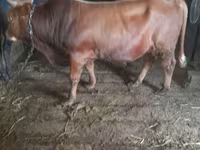 Toro, Ganado vacuno — foto 3