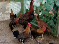 Japanisches Bantam — Foto 4