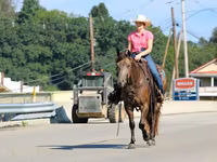Caballo, Quarter Horse — foto 3