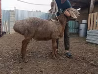 Qoyunlar (partiya, cinsi göstərilməyib), Arashan sheep — foto 1